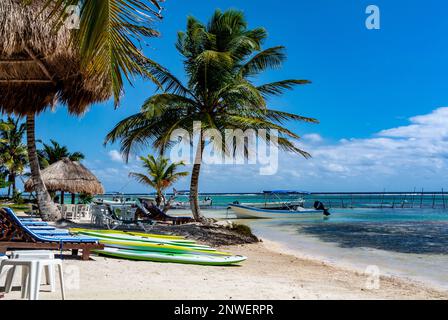 Mahahual, Quintana Roo, Mexiko, Palmen am Mahahual Strand Stockfoto