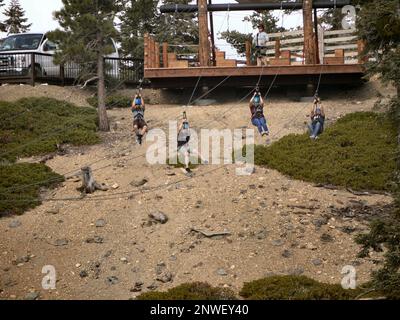 Mount San Antonio, Kalifornien, USA - 31 2017. Juli - eine Gruppe genießt Seilrutschen in den Mt Baldy Resorts Stockfoto