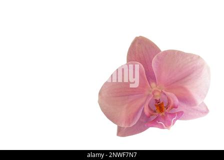 Orchideenblüte - Helle, sich ausbreitende Orchideenblüte auf weißem Hintergrund, vom Hintergrund isolierte Blume, große Blütenblätter der Blüte sichtbar Stockfoto