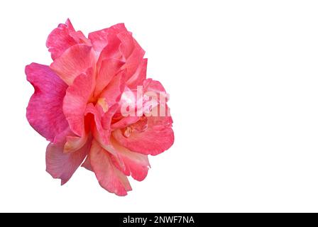 Rosenblume - eine hellrote Blume auf weißem Hintergrund, eine vom Hintergrund isolierte entwickelte Blume, große Blütenblätter der Blüte sichtbar Stockfoto