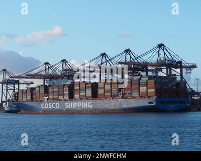 Der COSCO-Versand „Sagittarius“ kann etwa 20,000 Container transportieren. Hafen von Rotterdam, Niederlande. Stockfoto