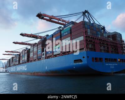 Nahaufnahme der enormen COSCO-Schifffahrt „Sagittarius“, die rund 20,000 Container transportieren kann, im Tiefseehafen Rotterdam, Niederlande Stockfoto