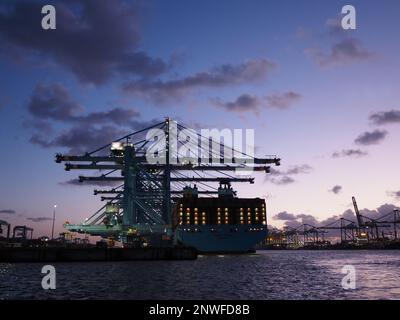 Nachteinbruch im Hochseehafen Rotterdam, Niederlande, mit Silhouettenkränen und einem sehr großen Containerschiff, dem Maersk München, Nummer 2 Stockfoto