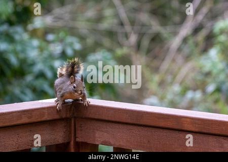 Issaquah, Washington, USA. Vorsichtiges Douglas Eichhörnchen, das auf eine Ecke eines Zedernholzgeländers starrt Stockfoto