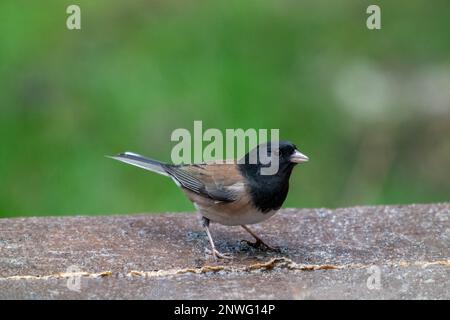 Issaquah, Washington, USA. Männlicher Junco mit dunklen Augen auf einer Holzbank Stockfoto