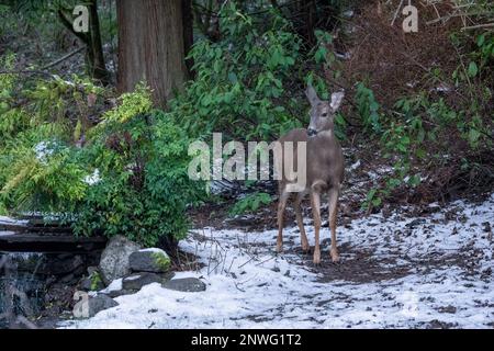 Issaquah, Washington, USA. Kolumbianischer Schwarzwedelhirsch in einem schneebedeckten Hof neben einem Wald. Stockfoto