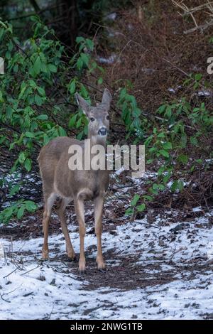 Issaquah, Washington, USA. Kolumbianischer Schwarzwedelhirsch in einem schneebedeckten Hof neben einem Wald. Stockfoto