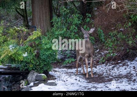 Issaquah, Washington, USA. Kolumbianischer Schwarzwedelhirsch in einem schneebedeckten Hof neben einem Wald. Stockfoto