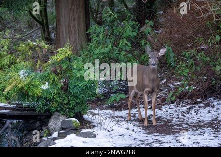 Issaquah, Washington, USA. Kolumbianischer Schwarzwedelhirsch in einem schneebedeckten Hof neben einem Wald. Stockfoto