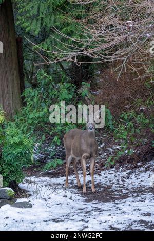 Issaquah, Washington, USA. Kolumbianischer Schwarzwedelhirsch in einem schneebedeckten Hof neben einem Wald. Stockfoto