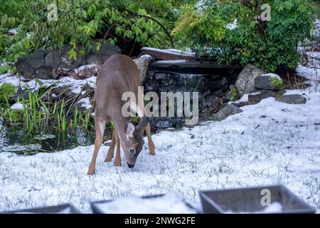 Issaquah, Washington, USA. Kolumbianischer Schwarzwedelhirsch in einem schneebedeckten Hof vor einem kleinen Wasserfall und Teich, auf der Suche nach Nahrung. Stockfoto