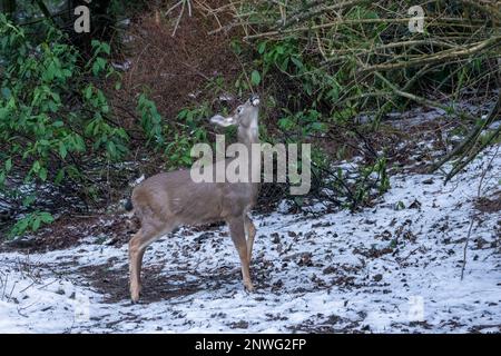 Issaquah, Washington, USA. Kolumbianischer Schwarzschwanzhirsch in einem schneebedeckten Hof neben einem Wald, der auf die neuen Knospen auf dem Baum zum Essen aufblickt Stockfoto