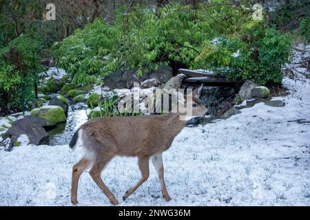 Issaquah, Washington, USA. Kolumbianischer Schwarzwedelhirsch in einem schneebedeckten Hof vor einem kleinen Wasserfall und Teich. Stockfoto