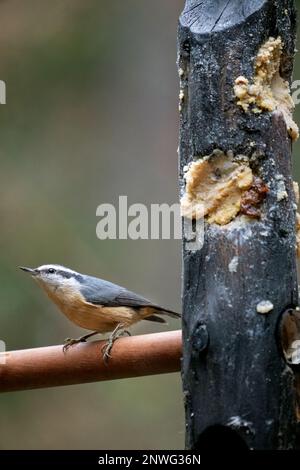 Issaquah, Washington, USA. Rotbrustnuthatch sitzt auf einem Holzdübel in einem Holzzufuhrrohr. Stockfoto