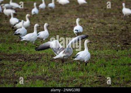 La Conner, Washington, USA. Schar Schneegänse mit einer Gans, die mit ihren Flügeln flattert. Stockfoto