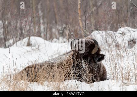 Ein wilder Büffel von Bisons in der Wintersaison, umgeben von verschneiter Landschaft. Stockfoto