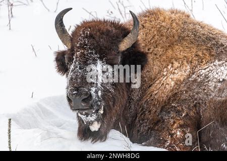 Verschneiter Bison im Winter mit weißem Schneehintergrund und Hörnern. Stockfoto