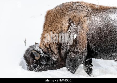 Wilde Büffelholzbisons im Winter mit verschneiter Landschaft, deren Kopf im Schnee begraben ist und isst. Stockfoto