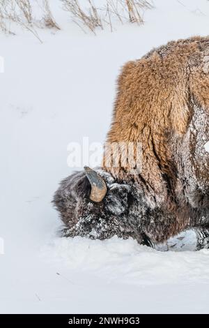 Wilde Büffelholzbisons im Winter mit verschneiter Landschaft, deren Kopf im Schnee begraben ist und isst. Stockfoto