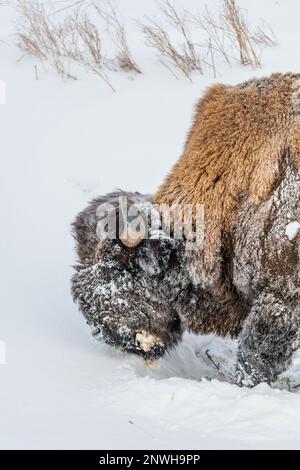 Ein wilder Büffel von Bisons in der Wintersaison, umgeben von verschneiter Landschaft. Stockfoto