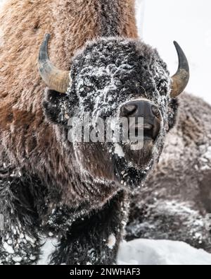 Wilde Bisons in Kanada mit weit offenem Mund, Nahaufnahme des Gesichts. Stockfoto