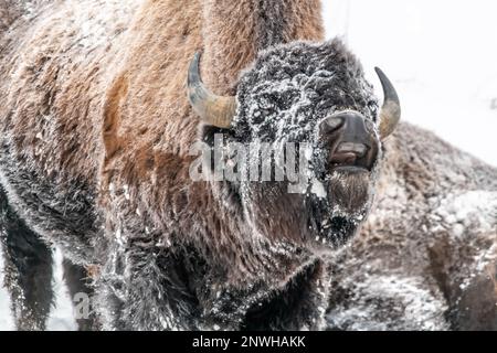 Wilde Bisons in Kanada mit weit offenem Mund, Nahaufnahme des Gesichts. Stockfoto