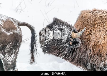 Ein wilder Büffel, der in einer verschneiten Landschaft schnüffelt und vor ihm mit offenem Mund nach Bison riecht. Stockfoto