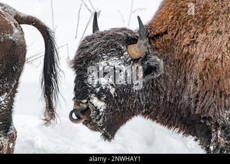 Verschneiter Bison im Winter mit weißem Schneehintergrund und Hörnern. Stockfoto