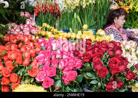 San Miguel de Allende Guanajuato Mexiko, historisches Zentrum Zona Centro, Mercado San Miguel Markt, Blumenrosen Rosa Korallenrot, Frau Wom Stockfoto