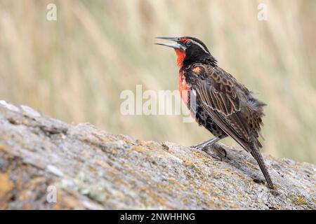 Langschwanzmeadowlark, Leistes Loyca Falklandicus, ein endemischer Vogel der Falklandinseln. Stockfoto