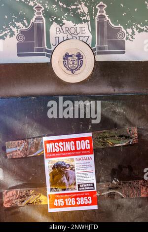 San Miguel de Allende Guanajuato Mexico, historisches Zentrum von Historico Central, Parque Benito Juarez Park, Flyer für vermisste Hunde, Hinweisschilder Stockfoto