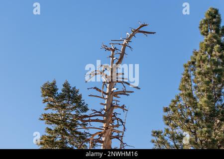 Wunderschöne Aussicht auf die Landschaft vom Gipfel des Mount San Jacinto in Palm Springs, Kalifornien während des Sonnenuntergangs. Stockfoto