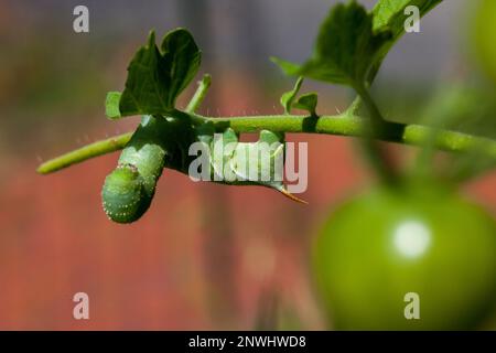 Tomaten-Hornwurm, der an den Stängeln und Blättern einer Tomatenpflanze schmeckt Stockfoto