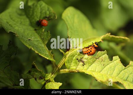 Colorado Kartoffelkäfer-Larven auf grüner Pflanze im Freien, Nahaufnahme Stockfoto