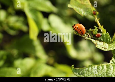 Colorado Kartoffelkäfer-Larven auf grüner Pflanze im Freien, Nahaufnahme Stockfoto