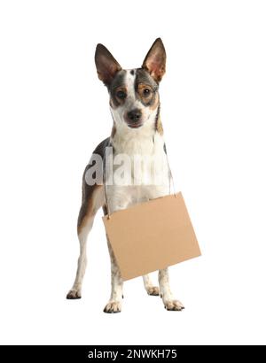 Verlorener Hund mit leerem Pappschild auf weißem Hintergrund. Ein obdachloses Haustier Stockfoto