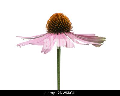 Wunderschön blühende Echinacea-Blume isoliert auf weiß Stockfoto