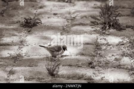 Bunter Vogel auf dem Boden in Kapstadt, Südafrika. Stockfoto