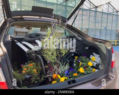 Rückansicht des offenen Kofferraums mit mehreren Blumen in der Nähe eines Blumenladens im Garten - Kinderwagen daneben - großer Kofferwagen Stockfoto