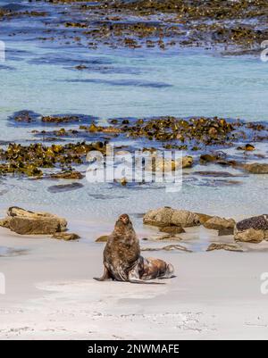 Bullen, Männchen, Seelöwen, Otaria flavescens, Falklandinseln. Stockfoto