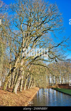 Kanal mit überhängenden blattlosen Bäumen an einem klaren Wintertag. Der Graben von Schloss Menkemaborg, Uithuizen, Groningen, Niederlande Stockfoto