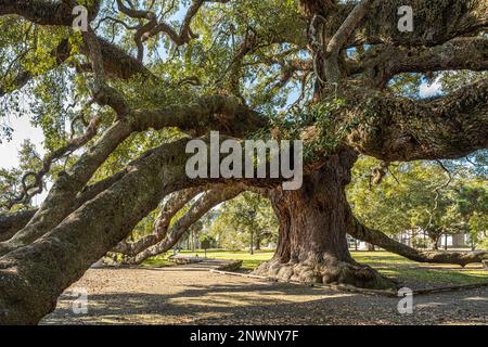 Im Jessie Ball DuPont Park im Zentrum von Jacksonville, Florida, gibt es einen riesigen, uralten Eichenbaum im Treaty Oak. (USA) Stockfoto