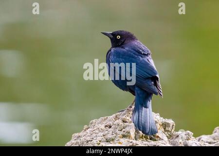 Brewer's Amsel (Euphagus cyanocephalus) männlich, Nahaufnahme Porträt von kleinen Vogel sitzt am Strand in der Nähe des Teiches im Stadtpark Stockfoto