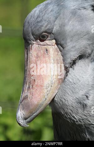Schuhschnabel, ein sehr großer, langbeiniger Watvogel Stockfoto