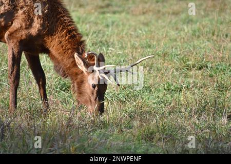 Junge Bullenschweine (Cervus elaphus), die im Peck Ranch Conservation Area in Fremont, Missouri, MO, USA, USA Stockfoto