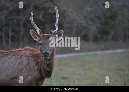 Junger Bullenwapfel, Cervus elaphus, schaut in die Kamera, während er die Peck Ranch Conservation Area in Fremont, Missouri, MO, USA, USA. Stockfoto