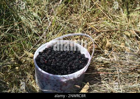 Wilde Brombeeren (rubus allegheniensis) in einem kleinen Eimer, frisch gepflückt von einem Brombeerfeld im ländlichen Missouri, MO, USA, USA. Stockfoto