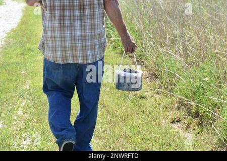 Ein einsamer Mann geht die Straße hinunter mit einem kleinen Eimer frisch gepflückter Brombeeren (rubus allegheniensis) im ländlichen Missouri, MO, USA, USA. Stockfoto