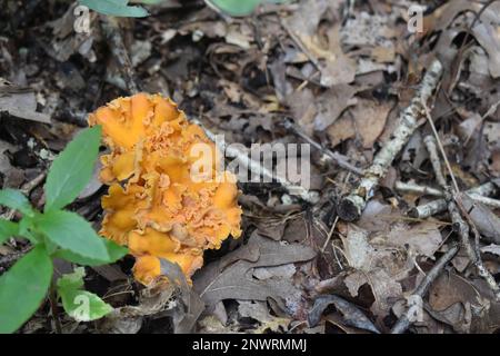 Pfifferling-Pilze wachsen auf dem Waldboden im ländlichen Missouri, MO, USA, USA, USA. Cantharellus cibarius. Auch bekannt als girolle. Stockfoto