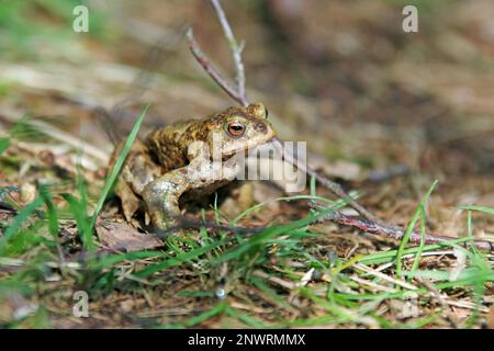 Kröte (Bufo bufo), männlich, Kröte, Amphibien, Tier, Frühling, Wald, Natur, Nahaufnahme einer männlichen Kröte auf dem Waldboden im Frühling Stockfoto